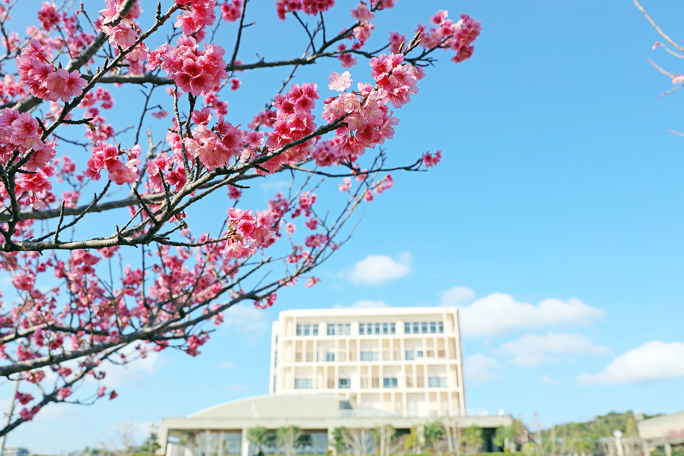 名桜大学